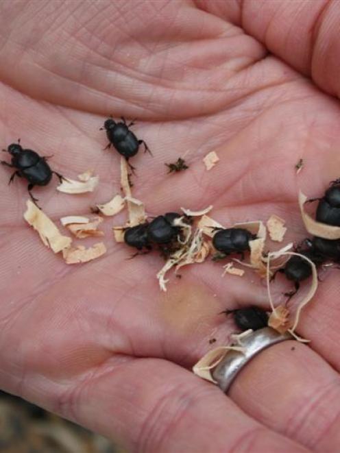 A Landcare Research entomologist  shows off a handful of dung beetles before their release on a...