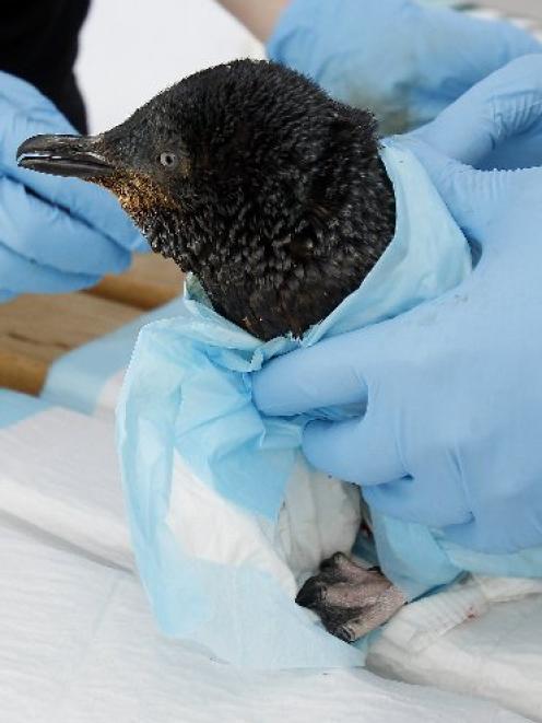 A little blue penguin brought in because of the oil spill. Photo by The New Zealand Herald.