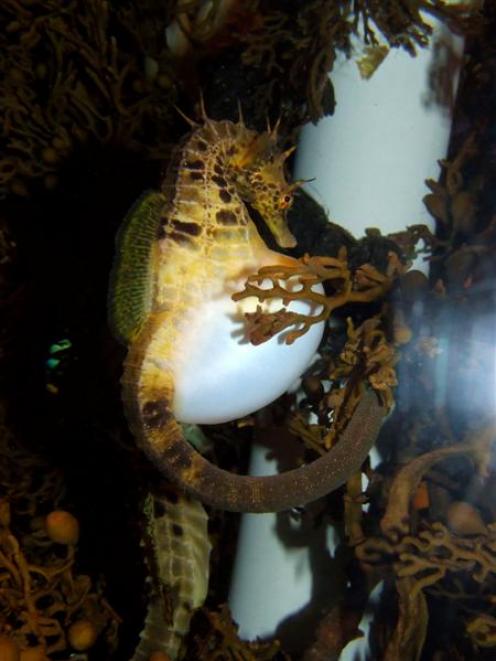 A male seahorse at Portobello Aquarium shows off his inflated brood pouch to attract females...