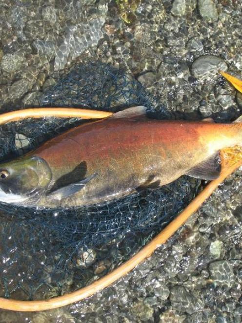 A male sockeye salmon just before being returned to the lower Ohau River. Photo by Graeme Hughes.