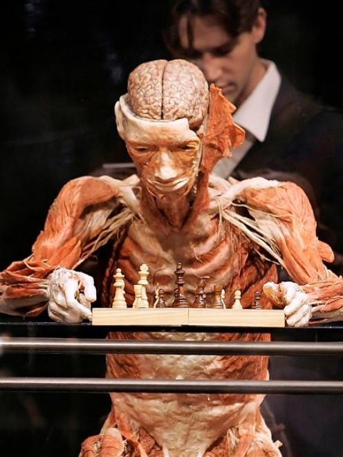 A man peers at the back of the Chess Player, part of the "Body Worlds" exhibition when it was in...