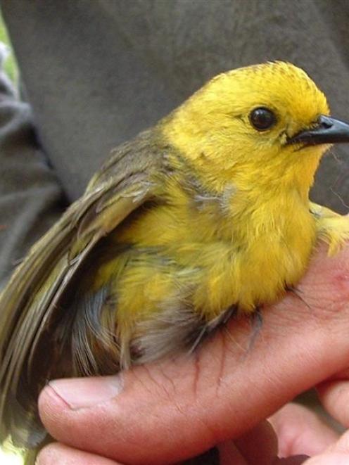 A mohua caught during the monitoring of the population in the Catlins. Photo by Cheryl Pullar.