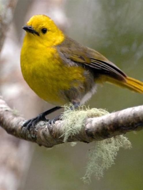 A mohua, or yellowhead. Photo by Stephen Jaquiery.