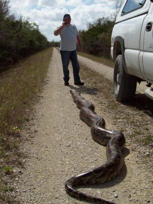 A near record-breaking Burmese Python measuring more than 5.5m was discovered by engineers the in...