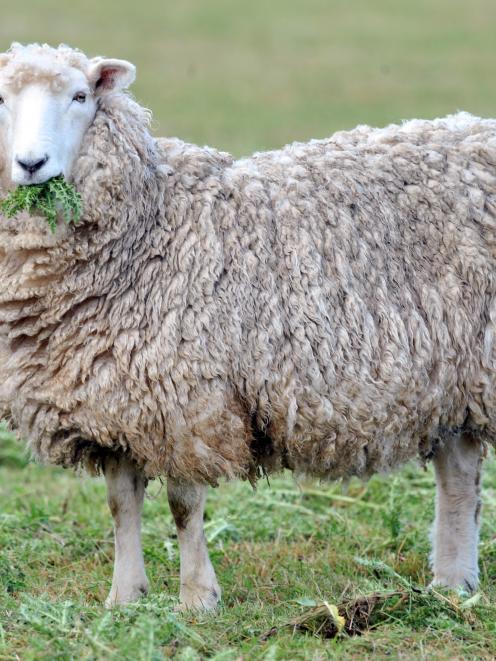 A new report hopes to improve wool returns and the viability of sheep farming. Photo by Peter...