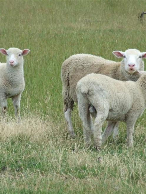A new study calculates the carbon footprint of lamb meat. Photo by Lynda Van Kempen.