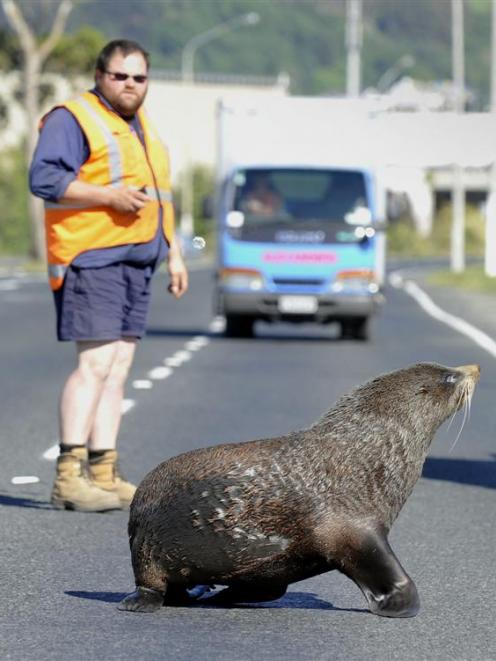 A New Zealand fur seal is coaxed across Dunedin's Portsmouth Dr by Fulton Hogan maintenance...