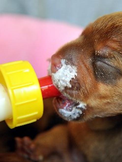 A newborn pup, abandoned with its six siblings in Dunedin at the weekend, is fed by a syringe at...