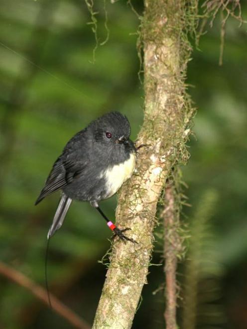A newly banded nestling at Orokonui. Photo by Neville Peat.