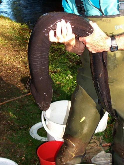 A Niwa scientist checks out a longfin eel. Photo by Don Jellyman/NIWA