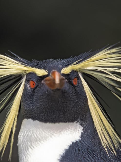 A northern rockhopper penguin in an image from <i>Penguins:  Their World, Their Ways.</i> Photo...