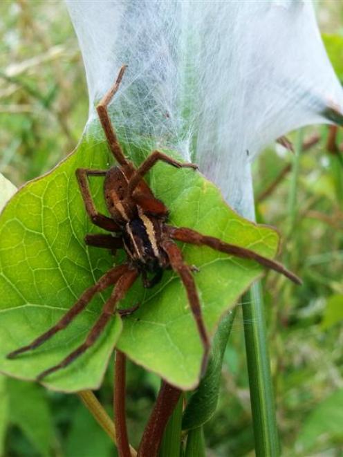 A nursery-web spider.