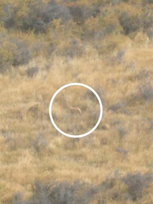A pair of Scottish tourists were surprised when they saw and photographed this cat-like animal ...