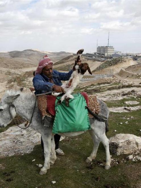 A Palestinian puts a newborn lamb on a donkey in an area near Jerusalem known as E-1, where there...