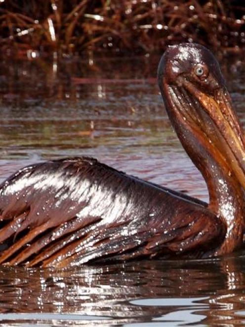A pelican sits covered with oil from the Deepwater Horizon oil platform in the Gulf of Mexico. ...