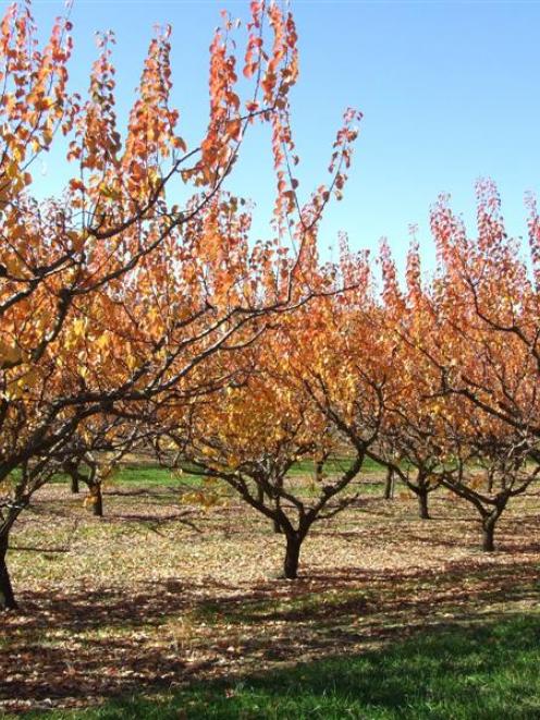A photo of Central Otago, where house prices are leading the rise. Photo by Lynda van Kempen.