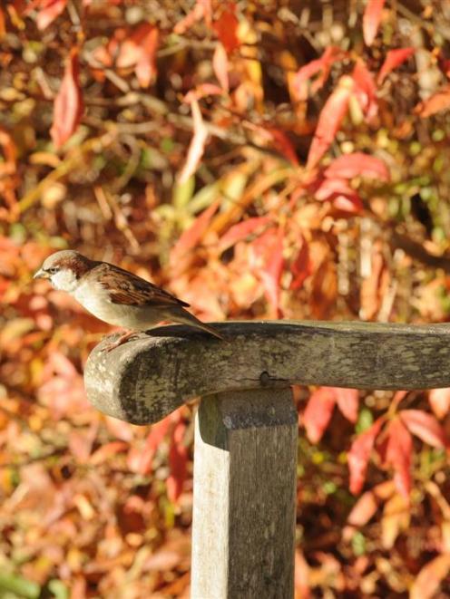 A photo taken in the upper Dunedin Botanic Gardens. Photo by Stephen Jaquiery.