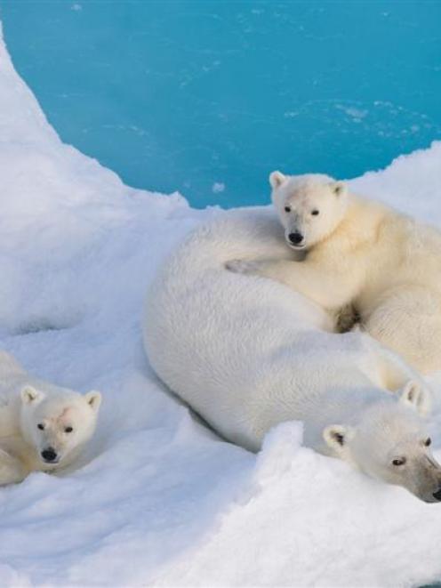 A polar bear mother and cubs rest on  drift ice in the Barents Sea.  Concern is mounting over...