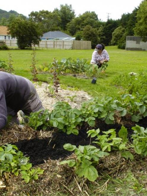 A Port Chalmers community garden patch gets some attention. Photo from ODT files.