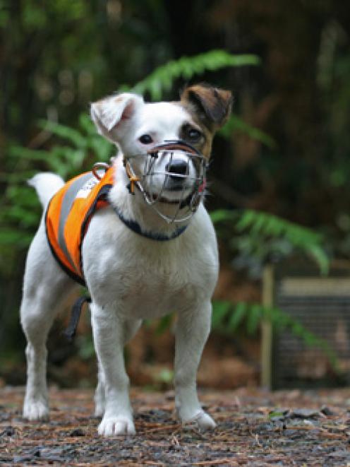 A rodent-hunting dog has been used in the search for the rat on Ulva Island.