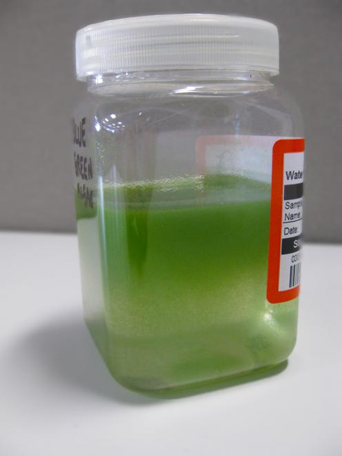 A sample confirmed the presence of the toxic blue-green algae. Photo by ORC