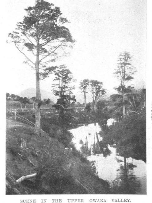A scene in the upper Owaka Valley.