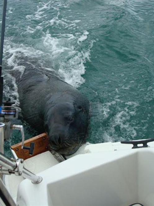 A sea lion tries to board a small recreational fishing boat in search of food in Otago Harbour...