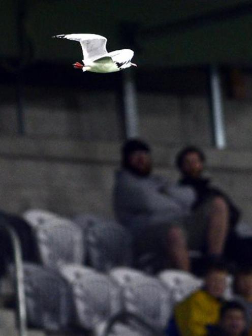 A seagull puts on an aerial display inside Forsyth Barr Stadium on Tuesday night, in front of...