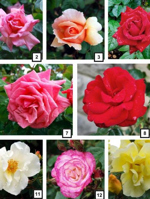 A selection of roses in bloom at the Dunedin Botanic Garden this week after a shower of rain. How...