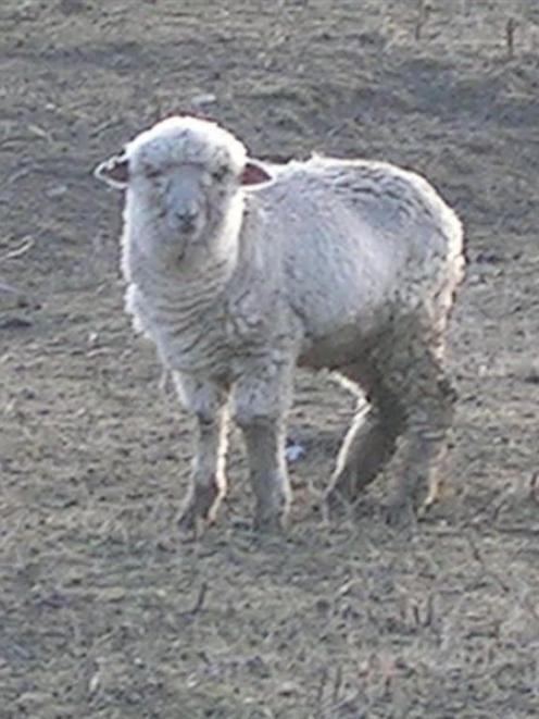 A sheep from an animal cruelty case. Photo: SPCA