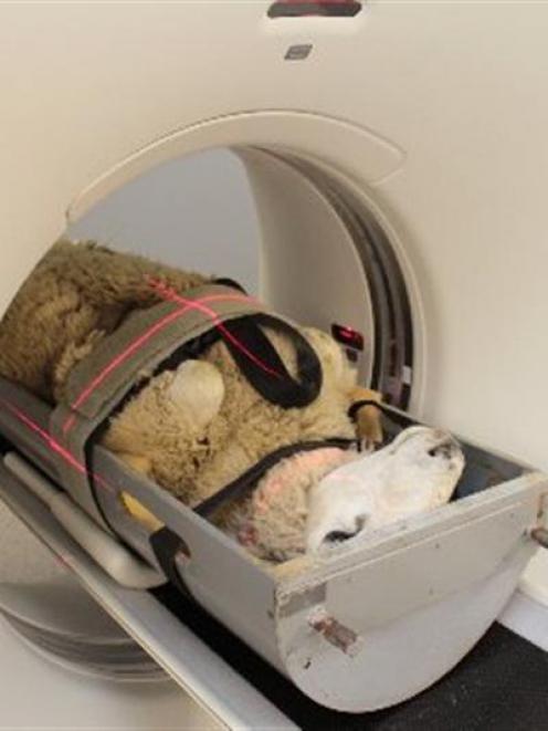 A sheep goes through the new CT scanner at Invermay. Photo supplied.