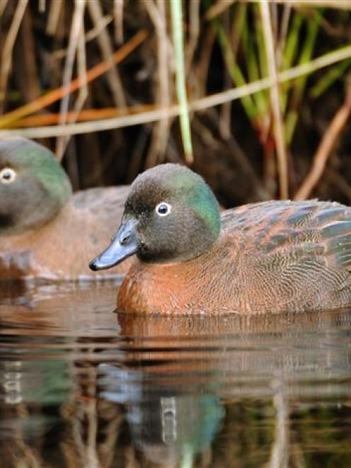 A small population of Campbell Island teal are breeding on Codfish Island. Photo by Stephen...