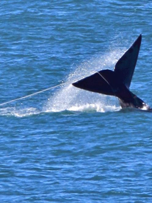 A southern right whale is tangled in a craypot line off the coast of St Clair, Dunedin, during...