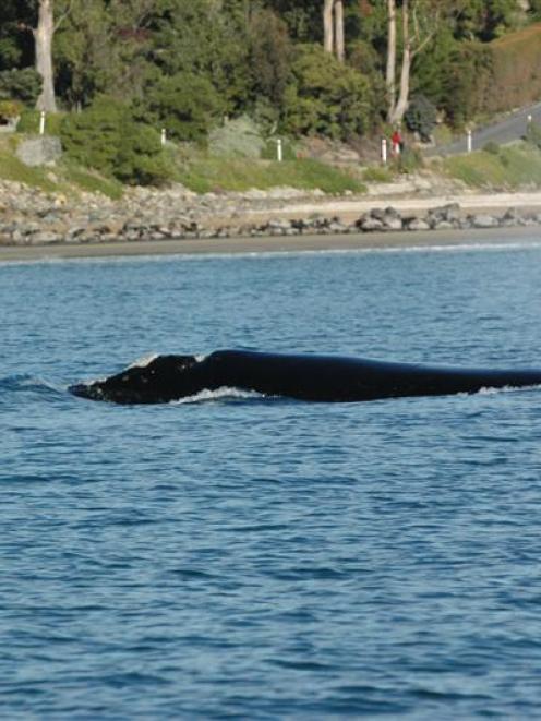 A southern right whale lazes in the sun in Waikouaiti Bay yesterday. Photo DOC