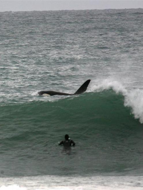 A surfer watches closely as a large orca swims close by him, accompanied by two smaller orca, at...