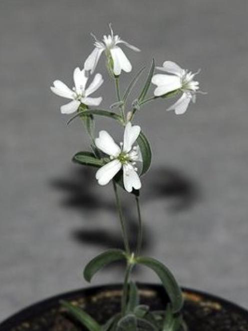 A Sylene stenophylla plant regenerated from tissue of fossil fruit. The plant has been...