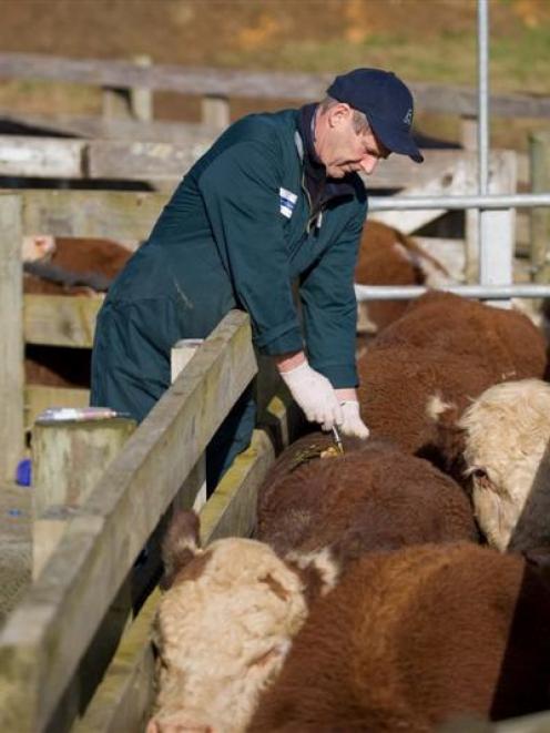 A Tbfree New Zealand technician tests cattle on a North Island farm. Photo supplied.