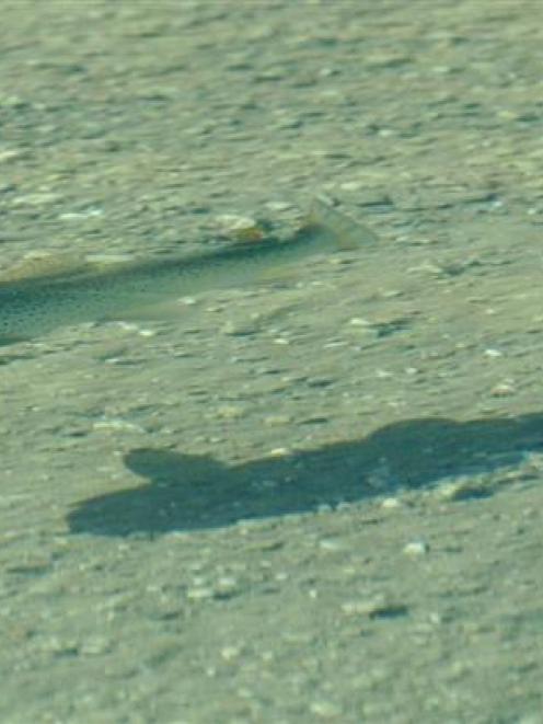 A trout swims above its shadow in the shallows of Lake Wanaka. Photo by Stephen Jaquiery.
