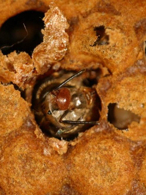 A varroa mite has attached itself to an emerging honey bee. Photos by Plant and Food Research.