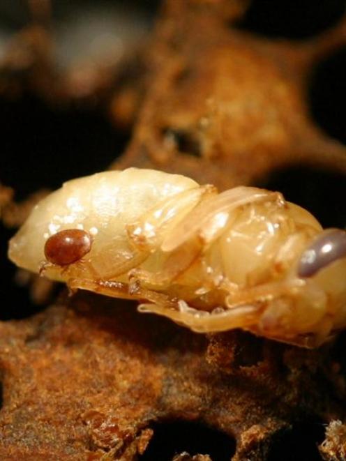 A varroa mite latches on to a honey bee pupa.