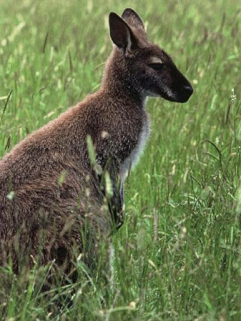 A wallaby.