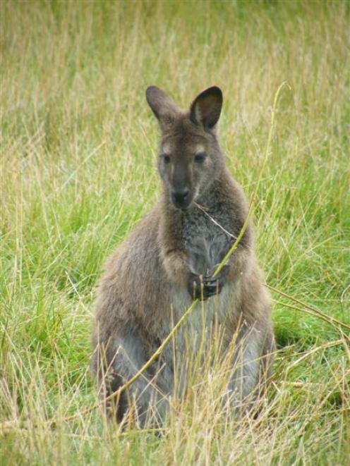 A wallaby munches on grass at Waimate's wallaby farm, Enkledoovery Korna. Photo by Pam Jones.