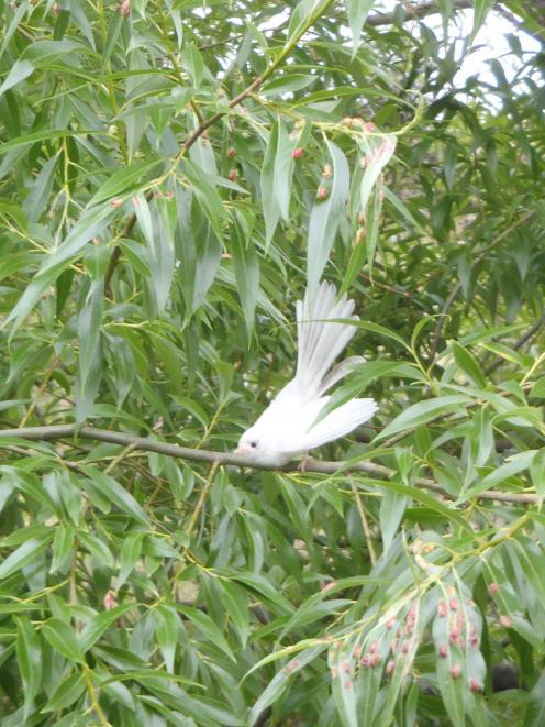 A white fantail visits Waimate man David Chamberlain at Lake Ohau earlier this month. PHOTO:...