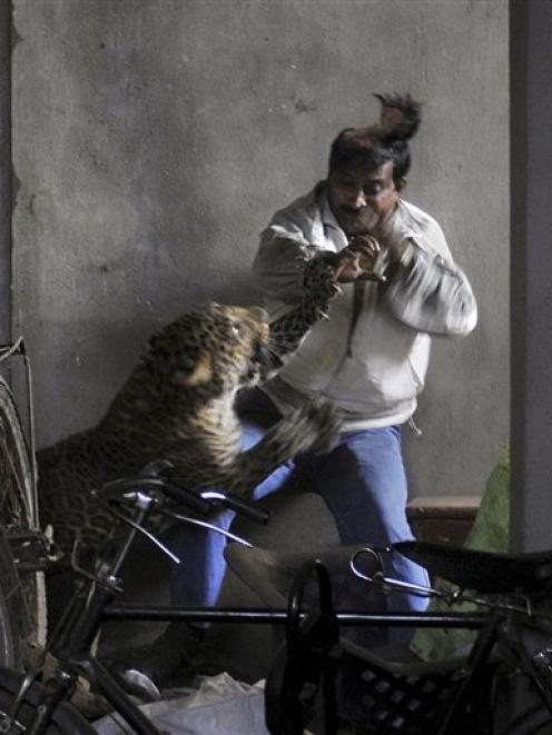 A wild leopard scalps the head of a man as it attacks after wandering into a residential...