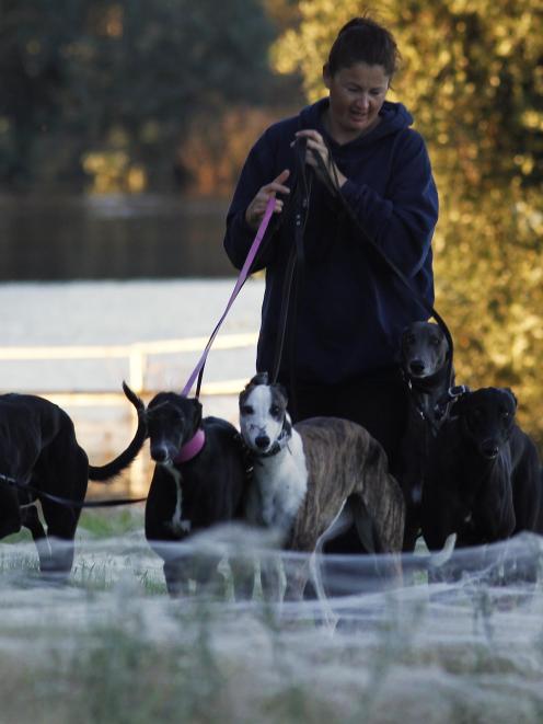 A woman walks her dogs through spiderwebs, formed as spiders escape from flood waters, in Wagga...