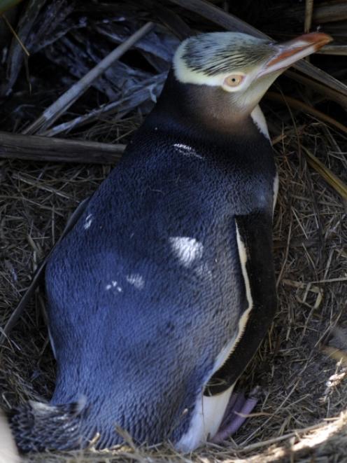 A yellow-eyed penguin. Photo by Gerard O'Brien