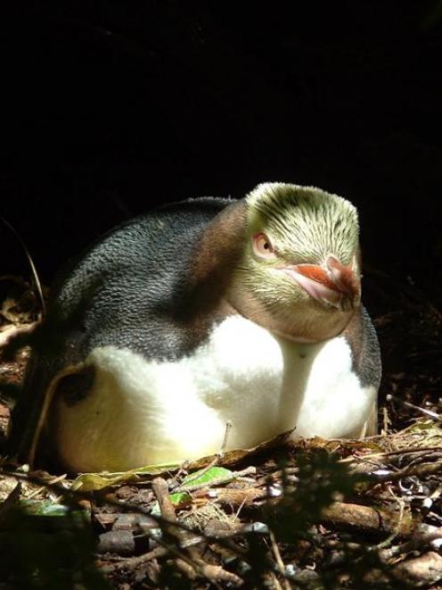 A yellow-eyed penguin sits on a nest incubating its two eggs at Hinahina Cove, in the Catlins....