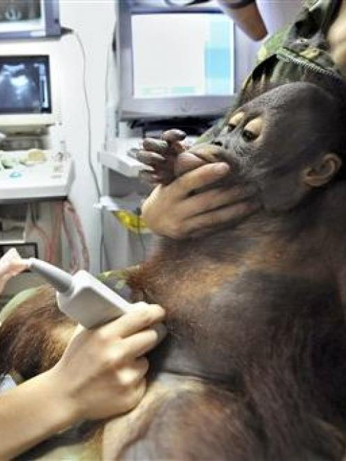 A young orangutan is checked for kidney stones at an animal hospital in Hangzhou, in east China's...