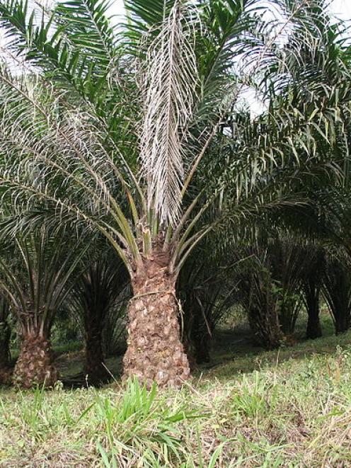 African oil palm. Image from Wikimedia.