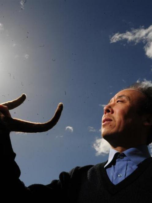 AgResearch Invermay scientist Chunyi Li, who has isolated the stem cells responsible for deer...